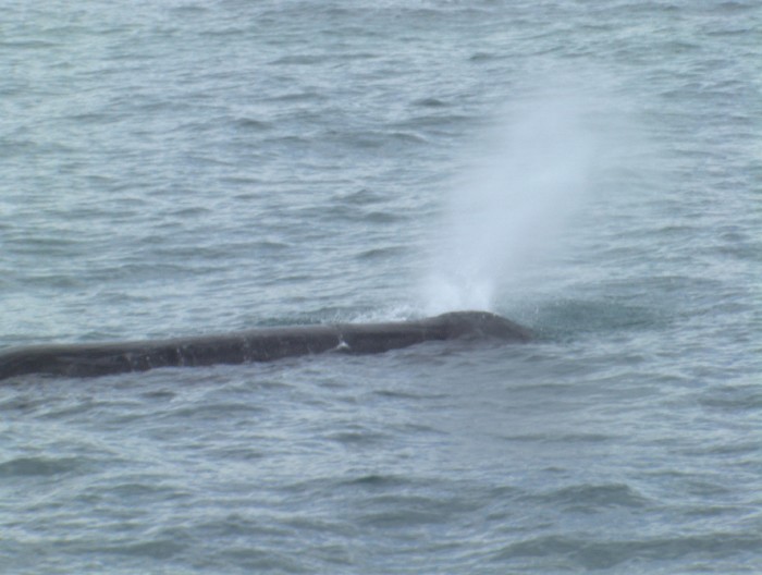Kaikoura - South Island